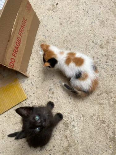 Gato doação