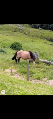 Égua Percherona