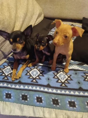 Filhotes pinscher machos