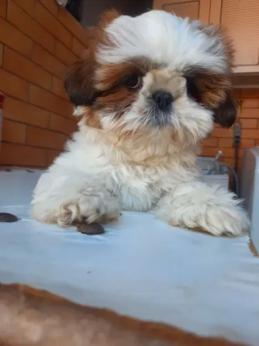 Shih tzu filhote fêmea