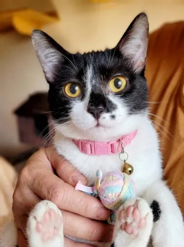 Gato doação