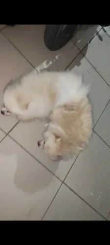 Vendo splitz alemão anã