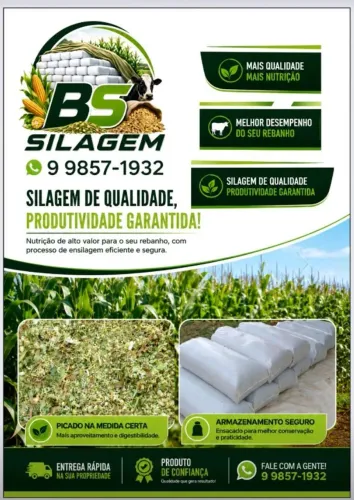 Silagem de milho