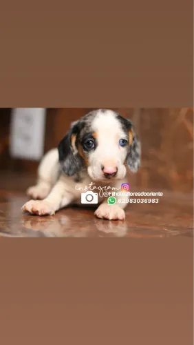 Dachshund Insta gram @filhotesfloresdooriente