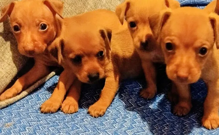 Vendo filhotes pinscher 