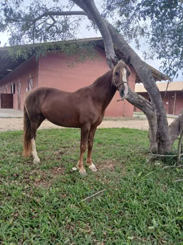 CAVALOS