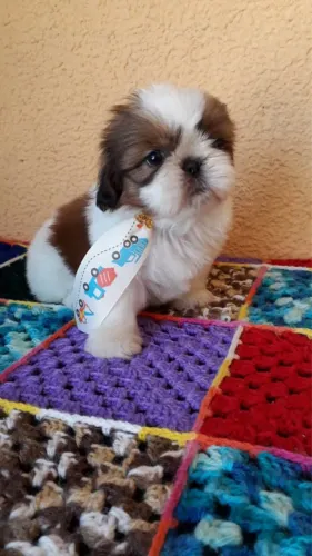 Filhotes de shih tzu