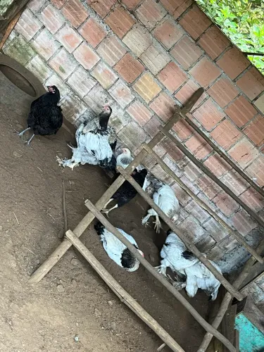 Pintos e galo Brahma