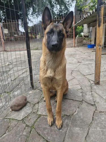 Pastora Belga Malinois