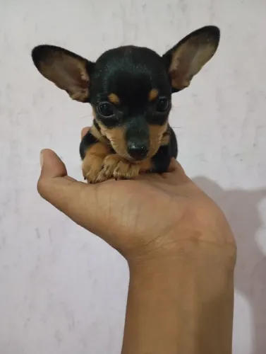 Pinscher fêmea