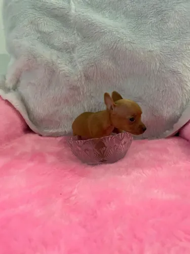 Mini Pinscher 00 Encantadora
