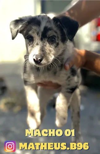 Border Collie filhotes 