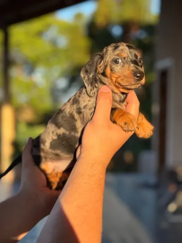 Fêmeas de Dachshund