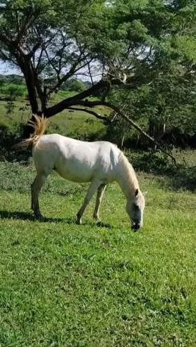 Vendo égua 
