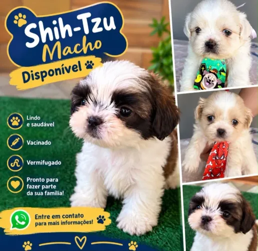 Filhotes de Shitzu 