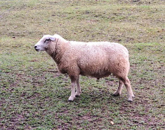 Bode Texel PO 
