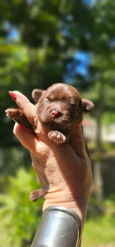 Shih-tzu Chocolate macho perfeito