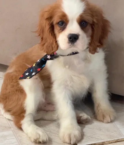 Cavalier king charles