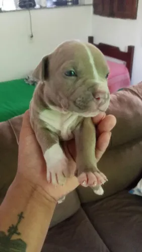 Pitbull