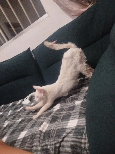 Gato