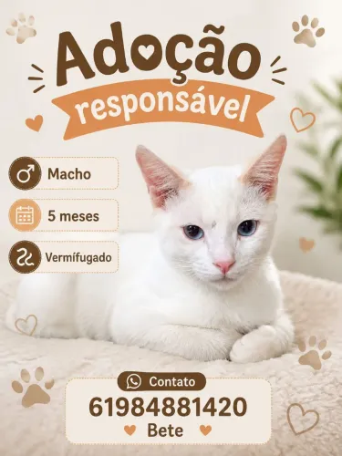 Gato branco adoção