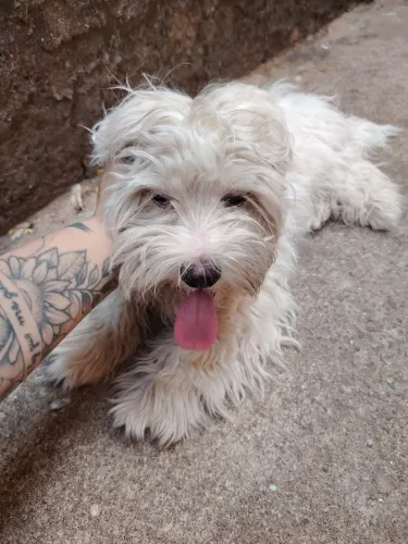 Vendo cachorro maltês