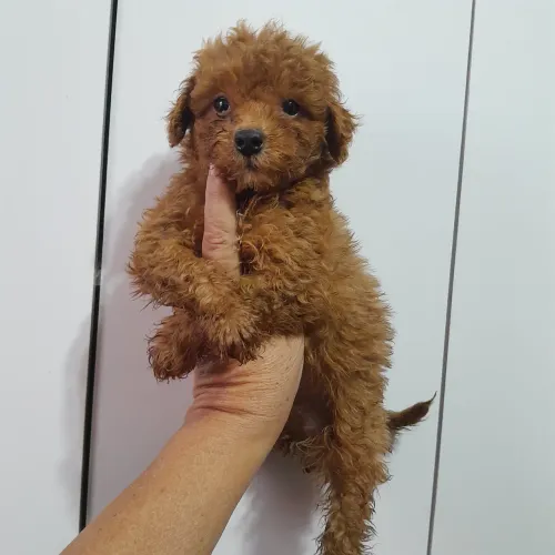 Poodle Red | Sua beleza te encanta