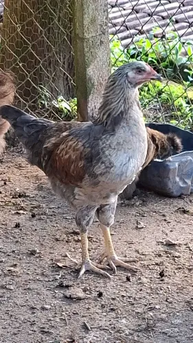 Franguinhos homozigotos de ovos coloridos 