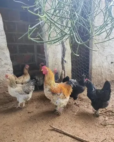Ovos férteis de galinha caipira modelada e melhorada