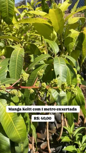 Muda de Manga Keitt enxertada