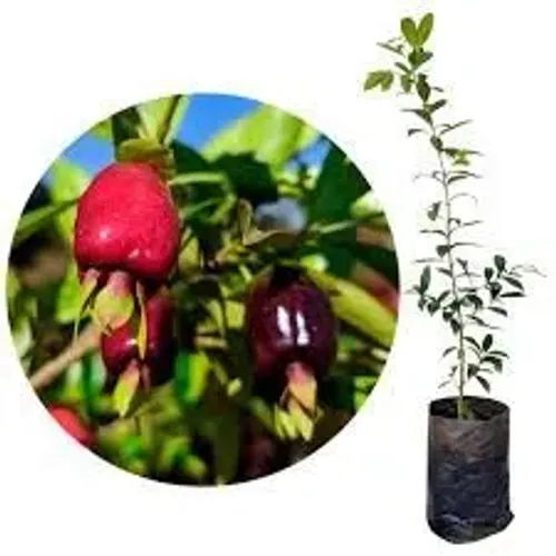 Mudas de Grumixama. Mudas de Frutíferas Diversas - Direto do Produtor! 