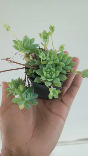 Planta suculenta em vaso