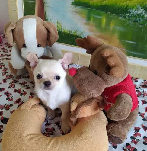 Chihuahua Macho Tricolor Para Grandes Aventuras!
