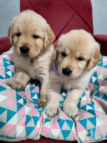 Golden Retriever Filhotes com Pedigree e garantia de saude 