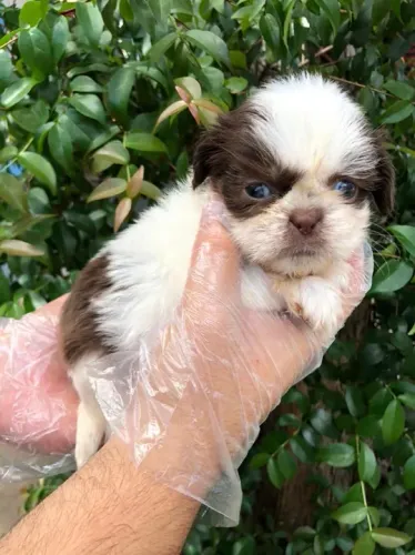 Shih Tzu Todas as cores, Assistência Veterinária gratuita