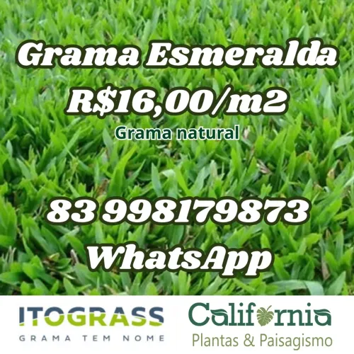 GRAMA ESMERALDA R$16,00/m2