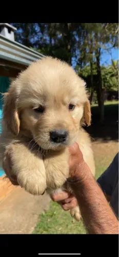 Golden Retriever fofinhos dourados