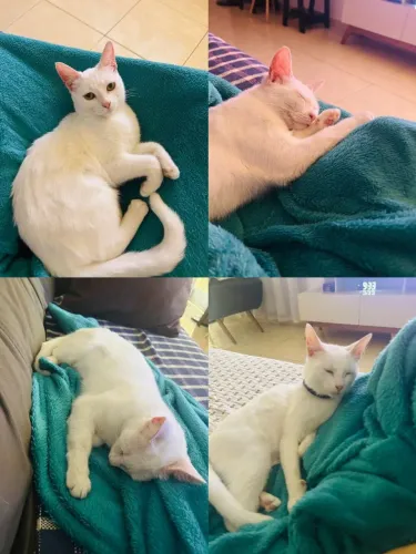 Doação de Gata Fêmea Castrada