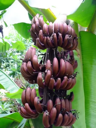 Bananas Vermelhas - Raras e Deliciosas