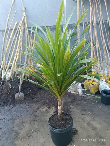 Dracena Arbórea