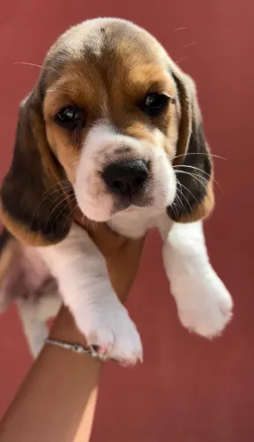 Beaglesinhos