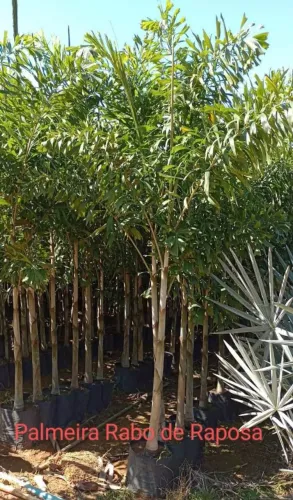 Promoção de palmeira 