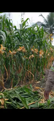 SILAGEM DE MILHO ENTUPIDA DE MILHO