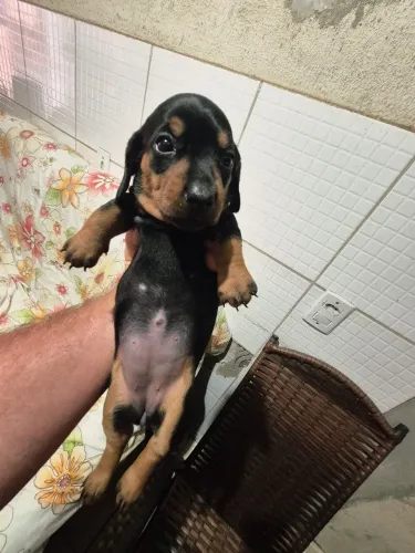 Dacshaud/ Basset/ salsicha/disponível