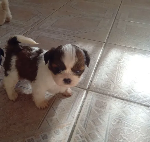 Lindo cãozinho Shih Tzu (rajado) Promoção 