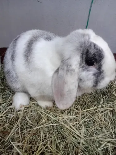 Mini lop machinho