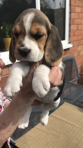 Beagle Lindos Vacinados