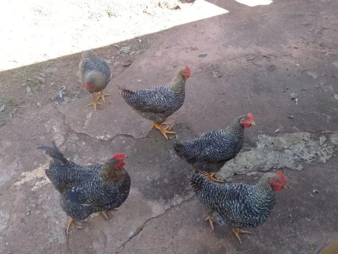 Frango caipira 