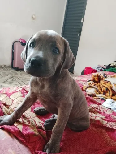 Doação de fila brasileiro
