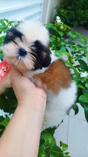 Filhote de Shihtzu Macho